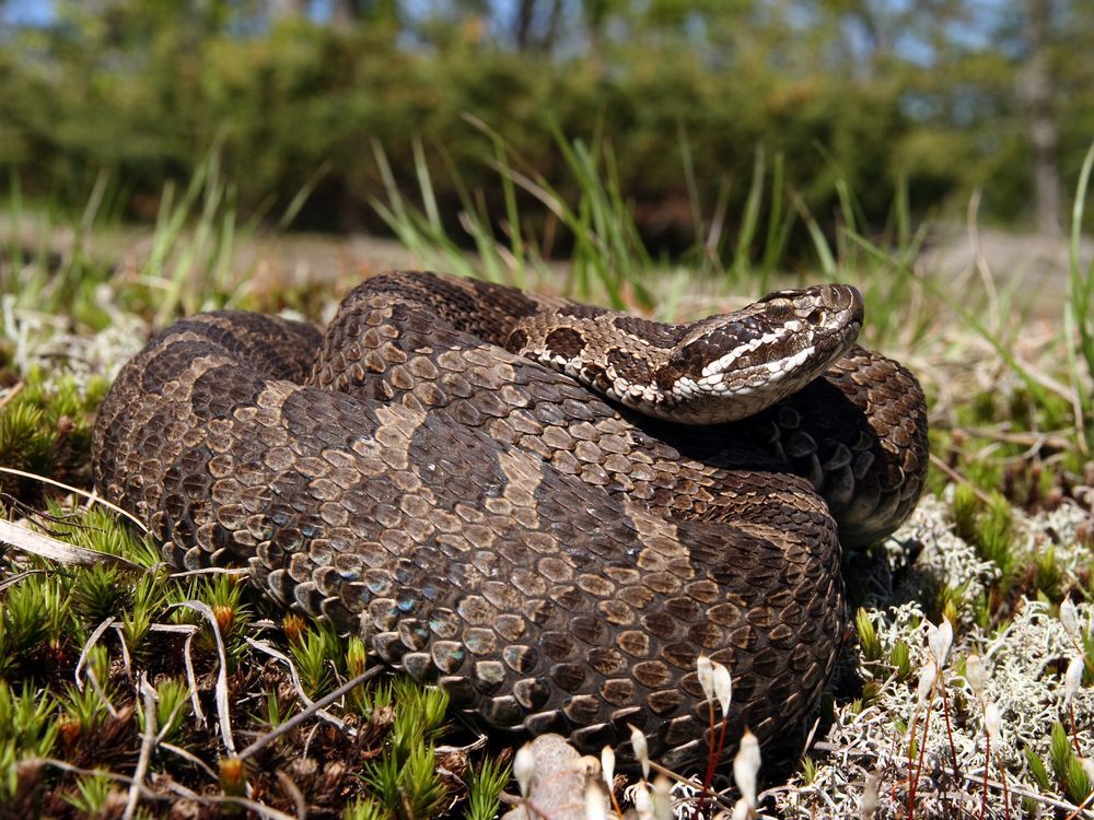 Close-up of a dark-brown, Massasauga rattlesnake in a grassy field.