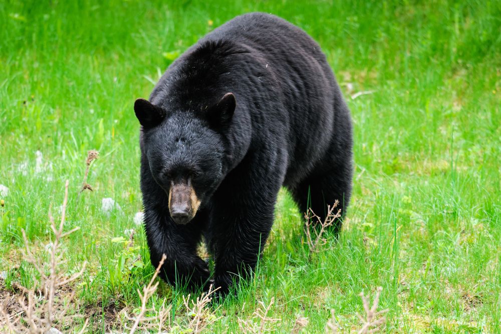Black bear walking through a green field.