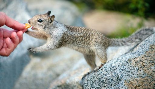 Close-up of a squirrel taking food from a person's hand.