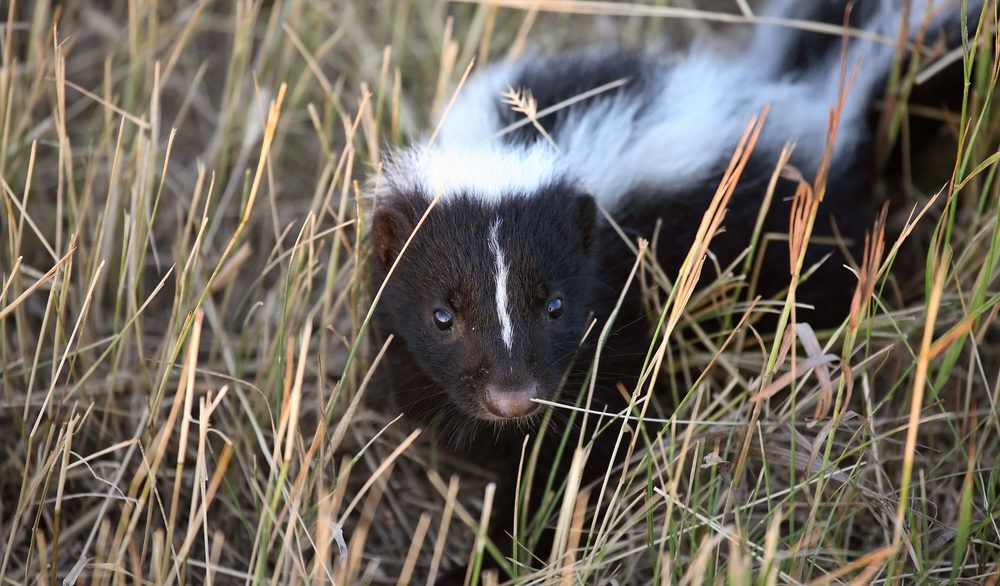Close-up of a skunk in a grassy field.