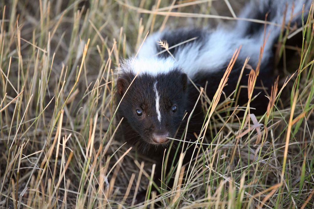 Close-up of a skunk in a grassy field.
