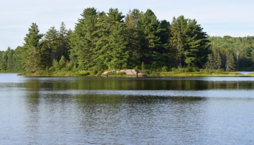 Green pine trees along the shore of Kearney Lake, Algonquin Provincial Park, Ontario.