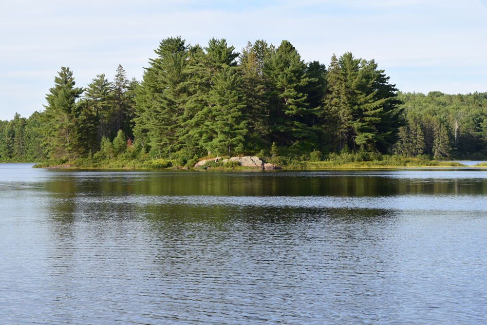 Green pine trees along the shore of Kearney Lake, Algonquin Provincial Park, Ontario.
