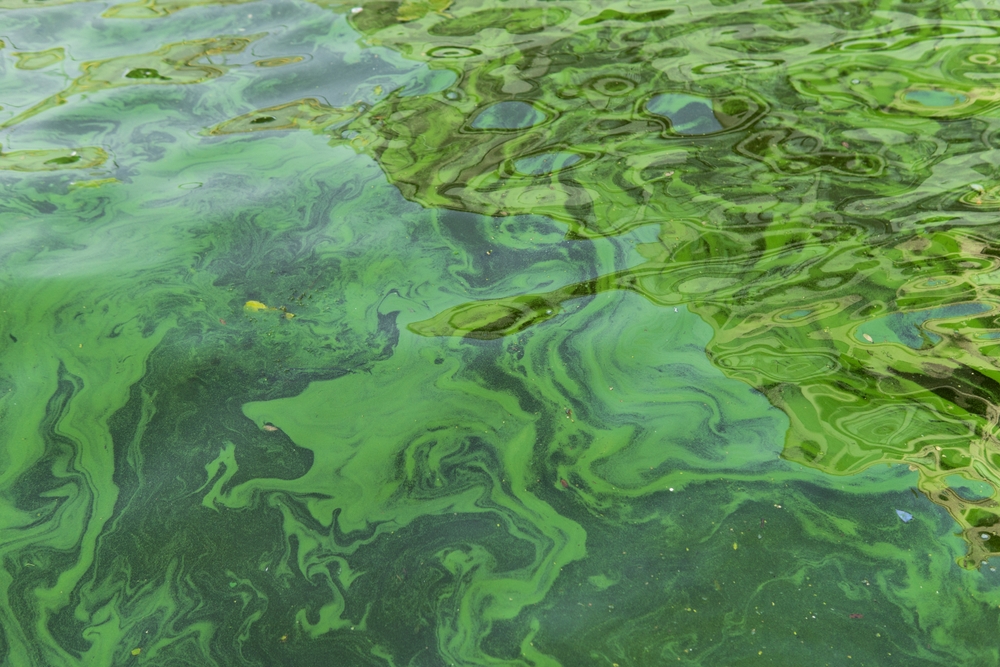 Close-up of blue-green algal blooms in a lake.
