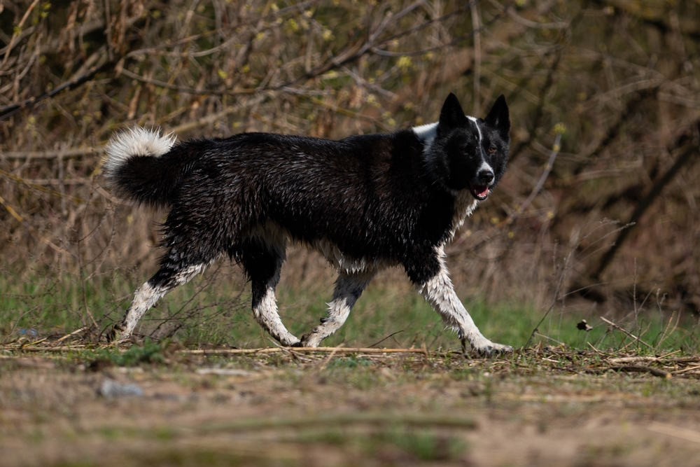 A black and white Karelian bear dog running in a grassy field.