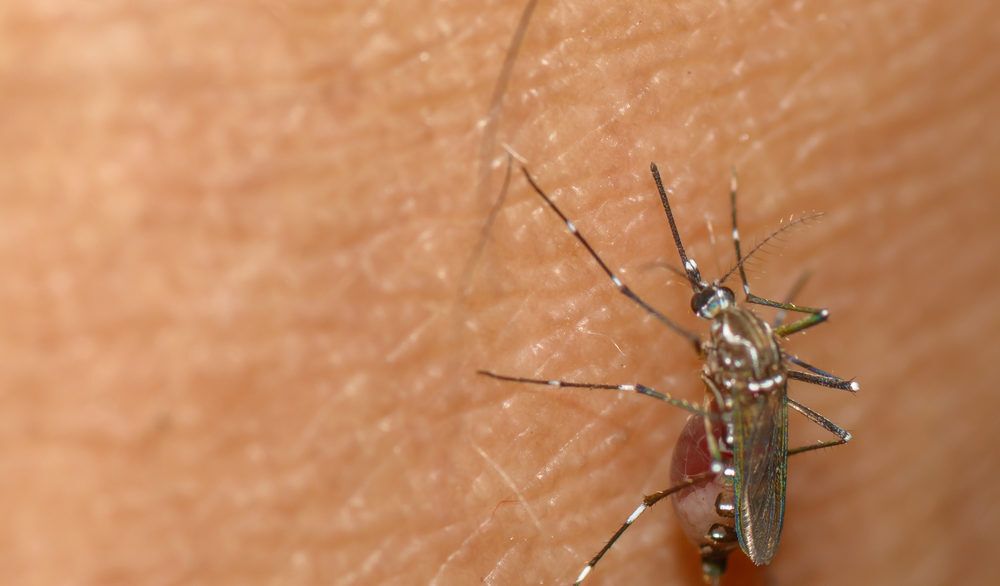 Close-up of a mosquito on a person's skin.