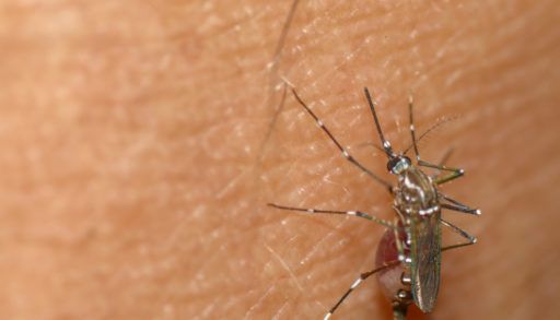Close-up of a mosquito on a person's skin.