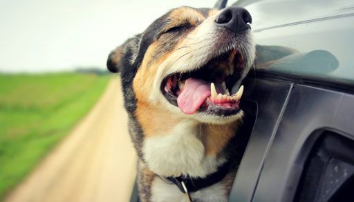 A tan, black and white dog sticking its head out car window.