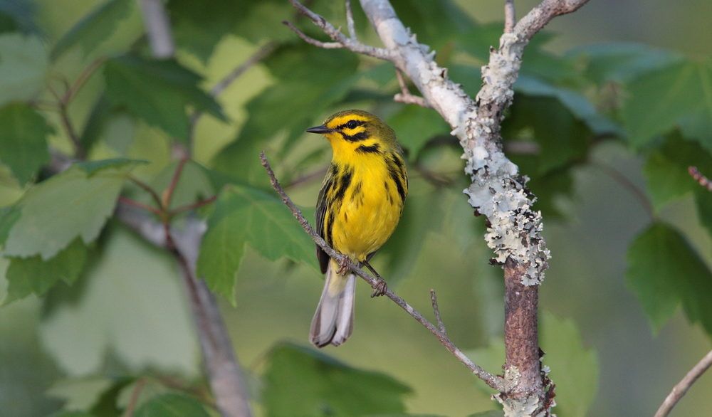 Yellow and black Prairie Warbler sitting on a tree branch.