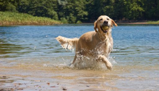 Golden retriever holding a ball in its mouth running out of a lake.
