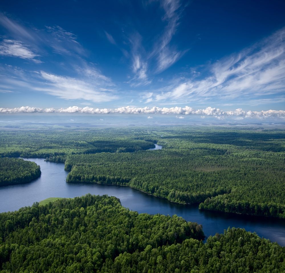 Aerial view of river running through a forest.