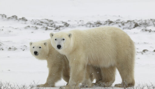 Two polar bears walking across a snow-covered field.