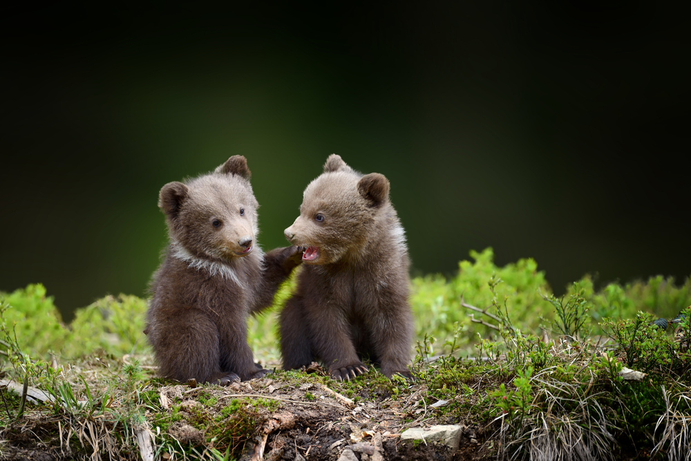 Close-up of two baby brown bears sitting in a forest.