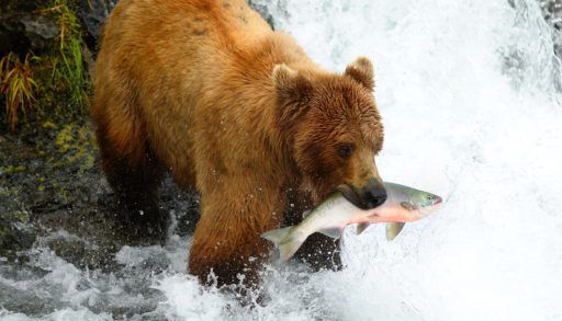 A grizzly bear standing on the edge of a waterfall with a fish in its mouth.