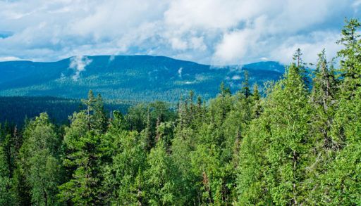 Green boreal forest with a mountain in the background.