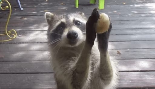 Rocksy the raccoon