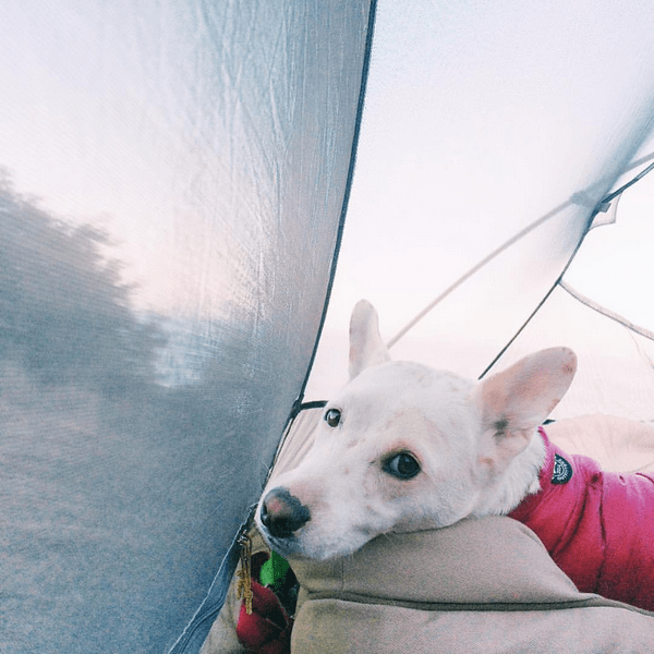 Henry the Cowboy Corgi