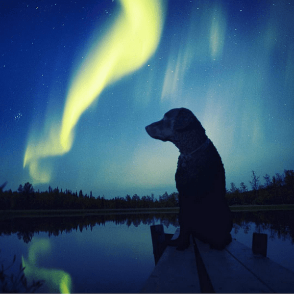 Kaffe the Curly Coated Retriever