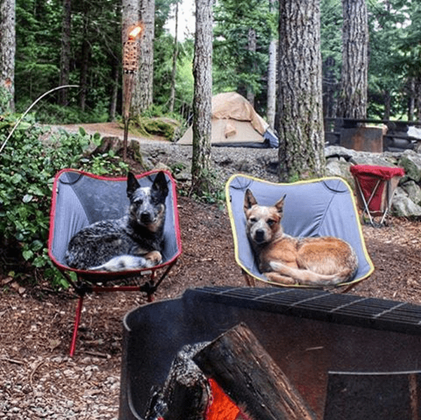 Kona and Cali the Australian Cattle Dogs