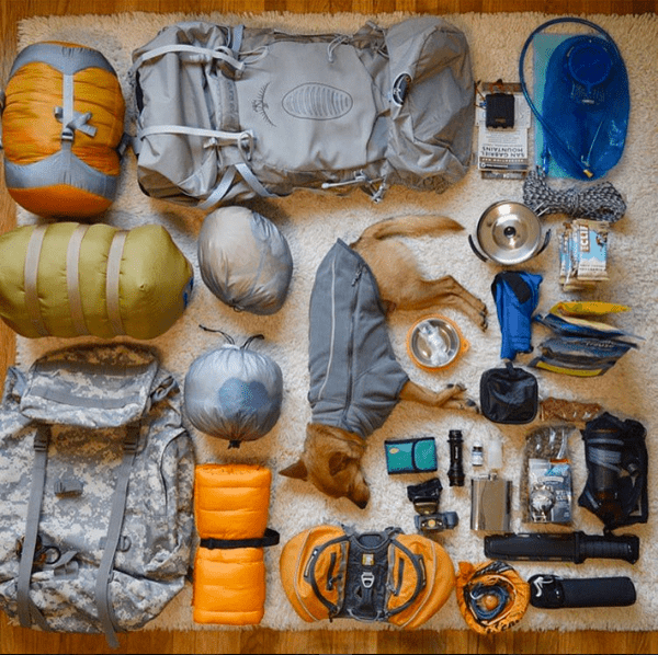 Robin the Basenji mix