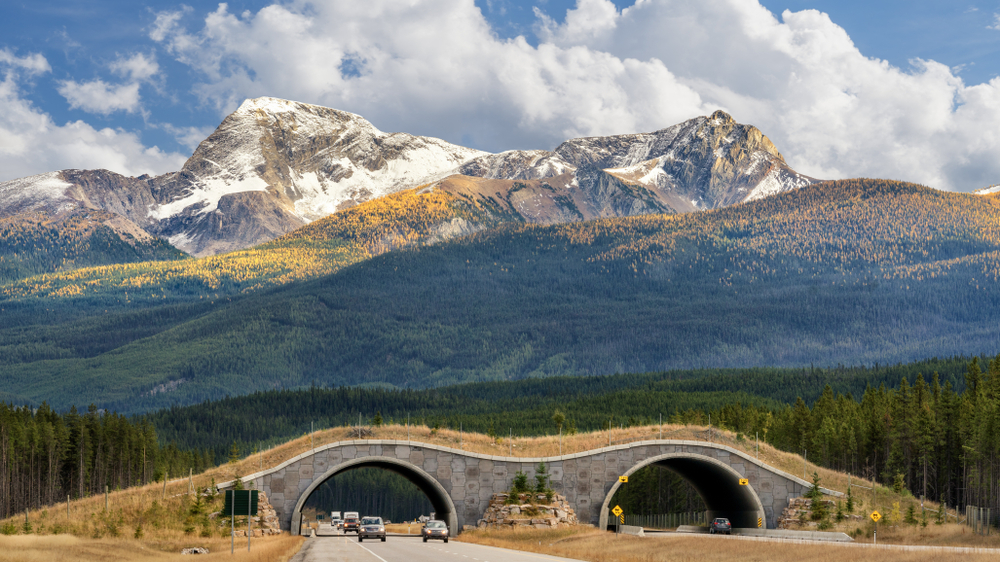 Banff National Park wildlife overpass in autumn.