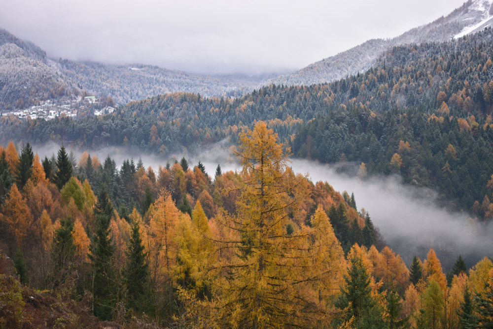 Fog in a mountain valley over a forest of pine trees and yellow trees in autumn.
