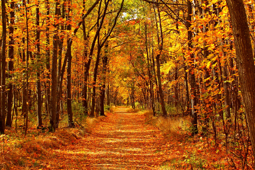 Autumn forest of orange and yellow leaves with a dirt road running down the middle.