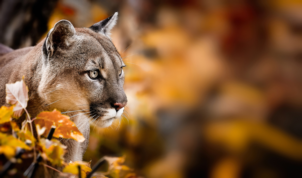Close-up of a cougar standing next to a cluster of orange leaves.