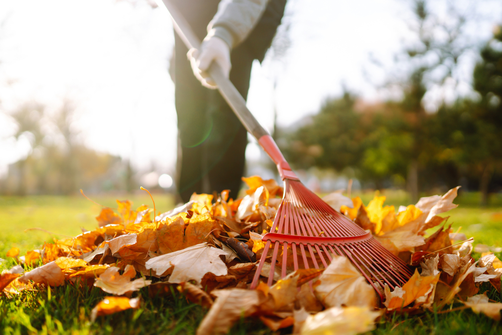 Low angle view of a person raking a pile of orange leaves.