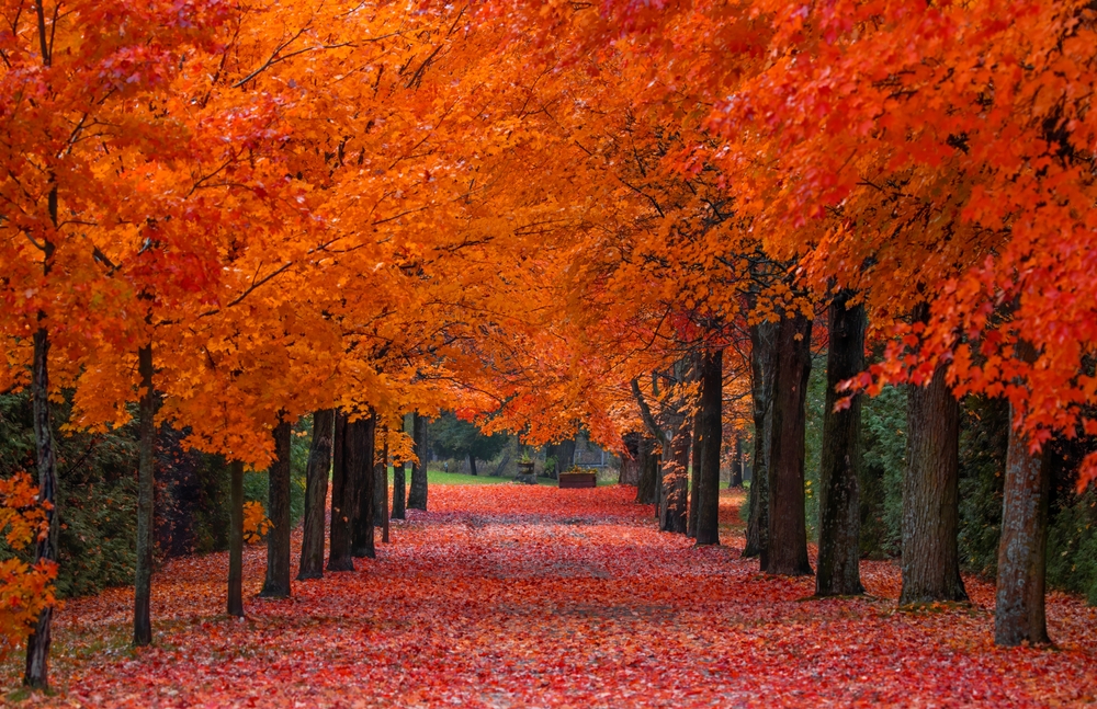 Red maple trees lining a tree-covered driveway.