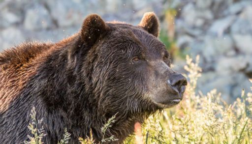 Close-up of a grizzly bear's face surrounded by grasses.
