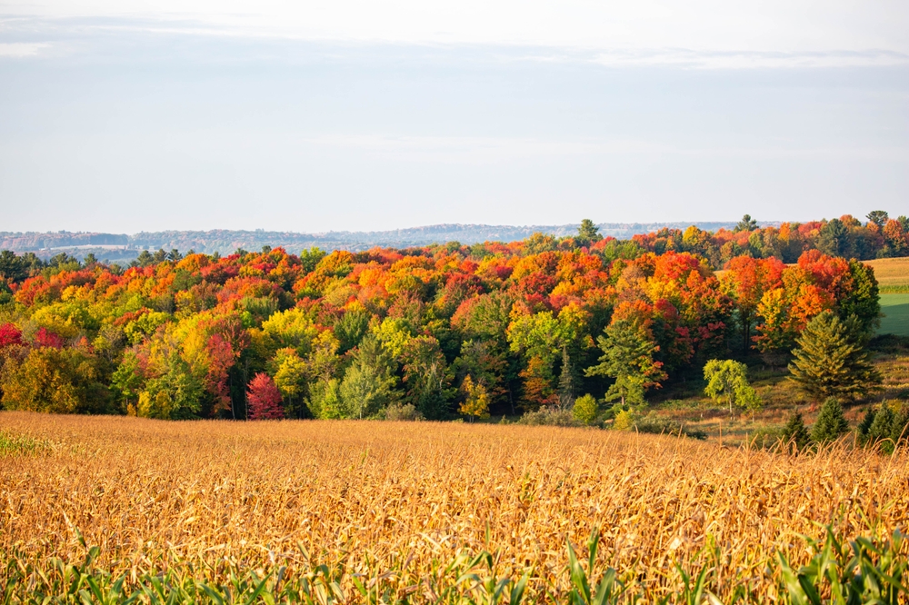 Golden wheat field with red and green trees in the background.