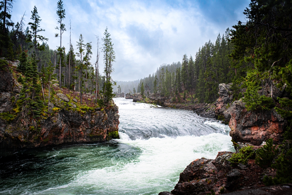 A river roaring between a forest of pine trees in Yellowstone National Park, Montana.