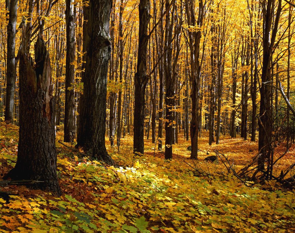 Do we need to say the leaves?