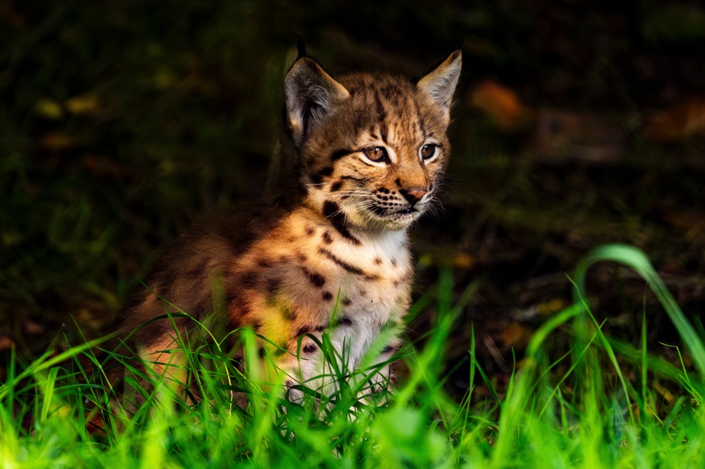 Close-up of a baby lynx (bobcat) standing in a green field.