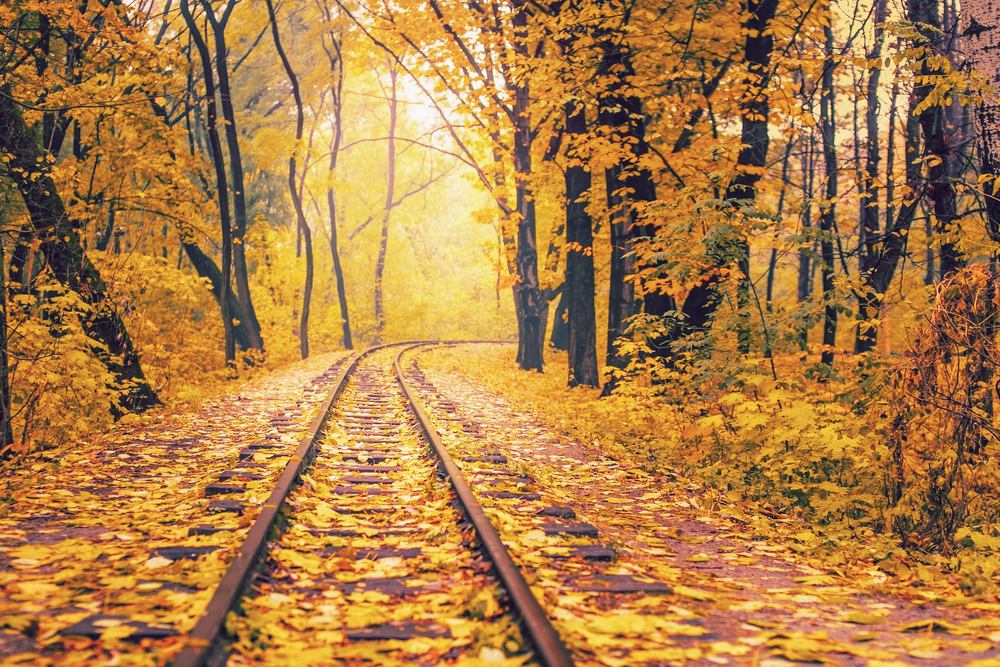Empty railway running through a forest of yellow leaves in autumn.