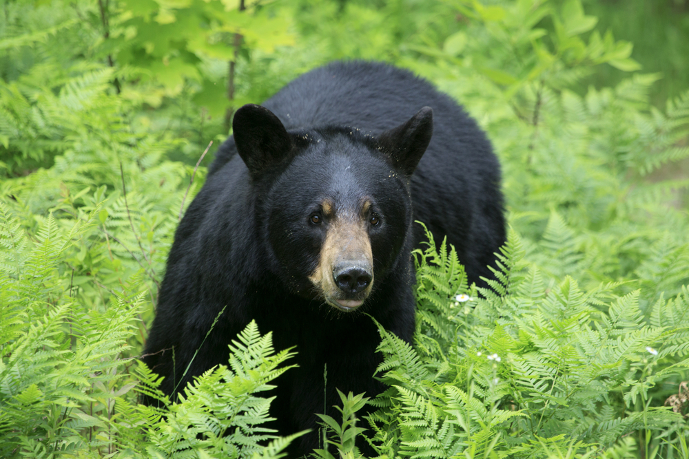 Black bear standing in a green field.