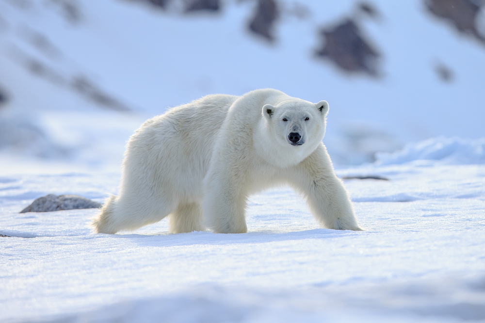 Close-up of a polar bear walking in the snow.