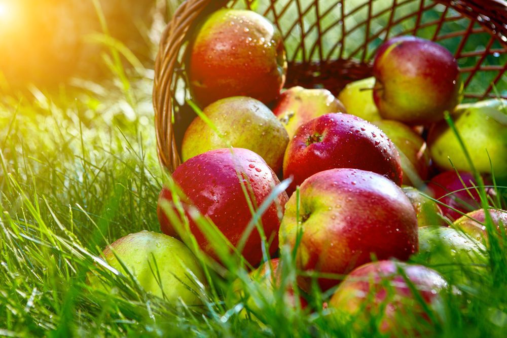 Close-up of a basket of red apples lying in a field.