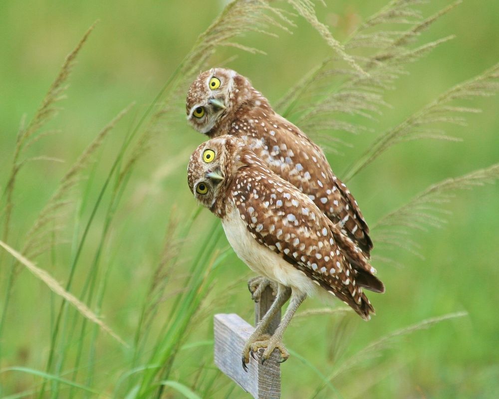 Two burrowing owls perched on a fence with their heads cocked in the same direction.