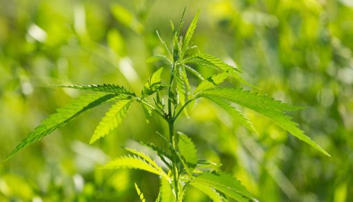 Close-up of a green hemp plant.