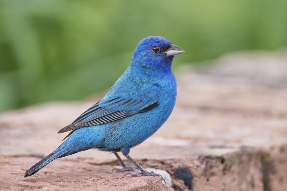 Indigo Bunting