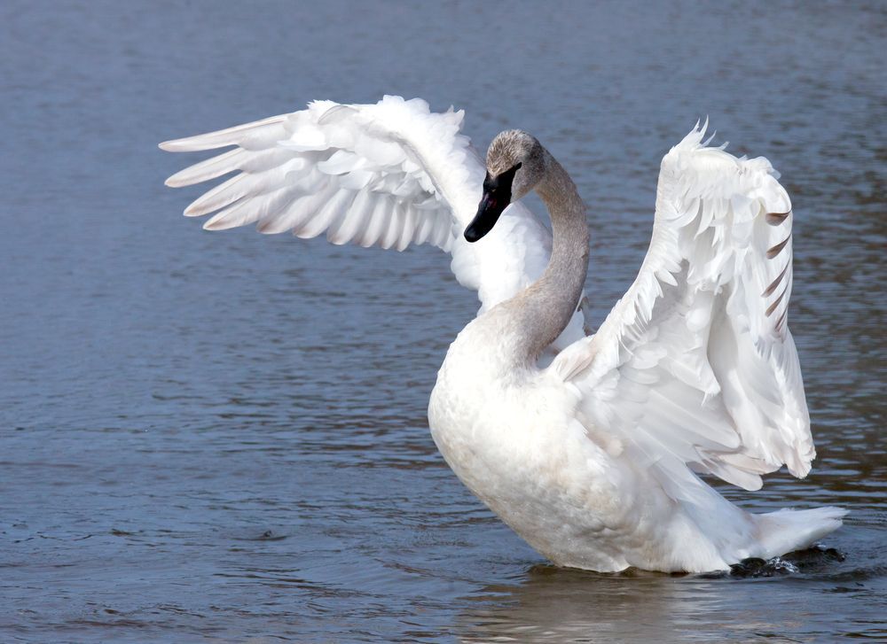 Trumpeter swan
