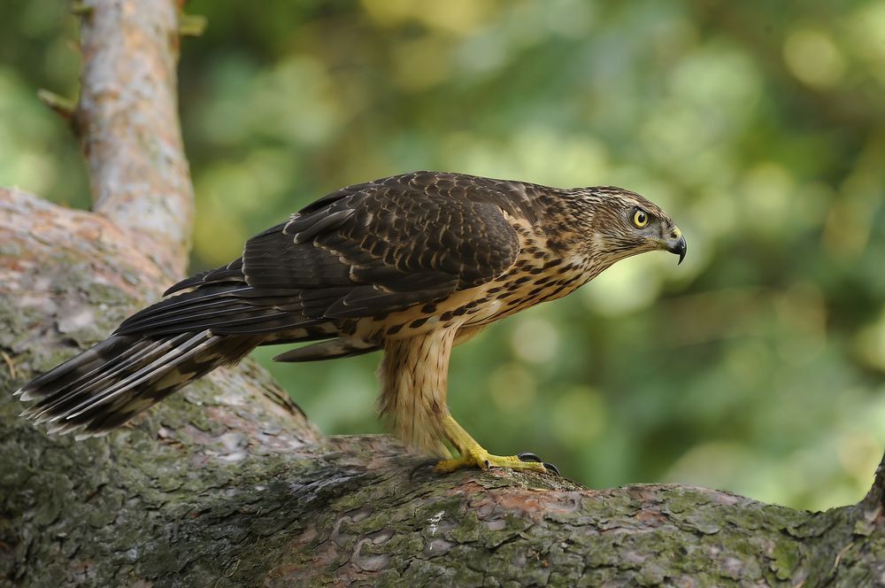 Northern goshawk