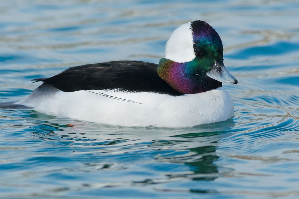 Bufflehead