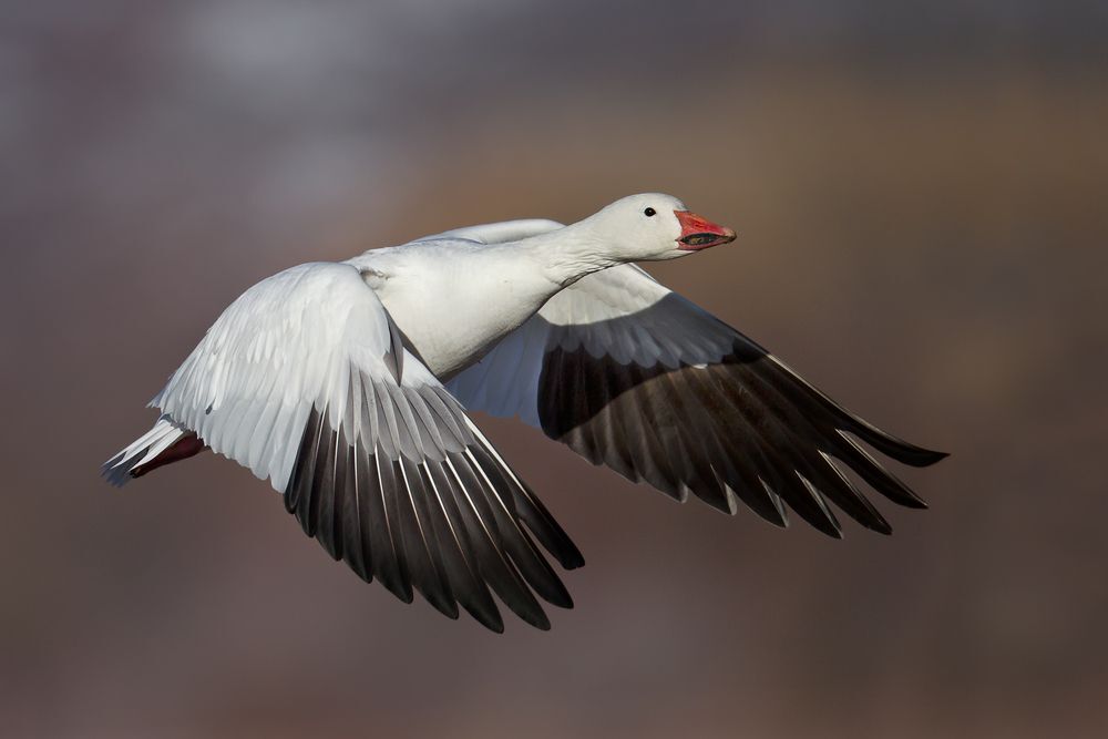 Snow goose