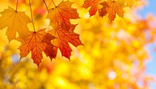 Red and yellow sugar maple tree leaves.