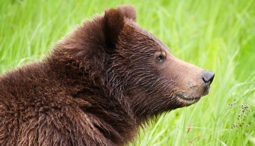 Close-up of a grizzly bear standing in a green field.