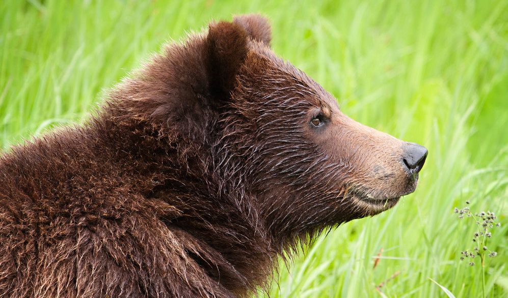 Close-up of a grizzly bear standing in a green field.