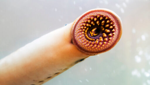Close-up of a sea lamprey's jaws and sharp teeth.